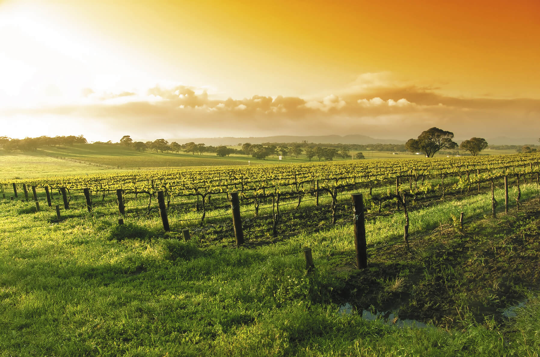 Texas Wine Vineyards