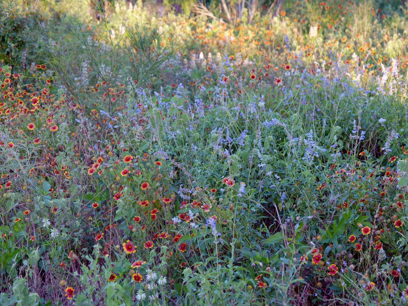 Pecan River Ranch - Property Wildflowers